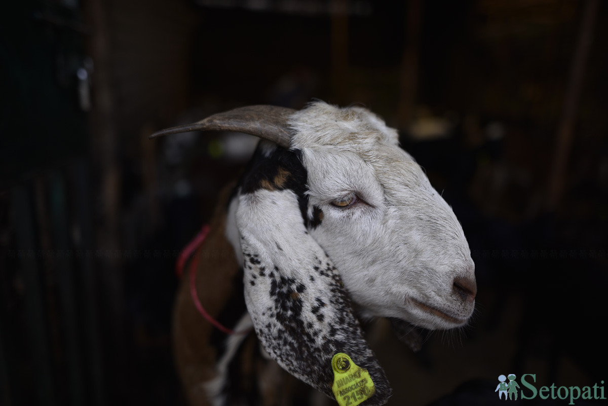 https://www.setopati.com/uploads/shares/समाज/goat/Goat Market (1).JPG